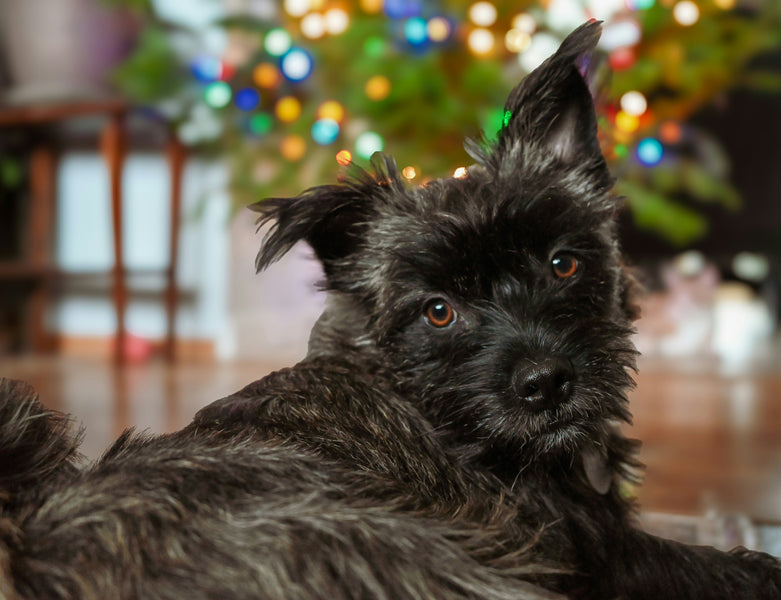 3 sätt att hjälpa din hund när det kommer gäster hem